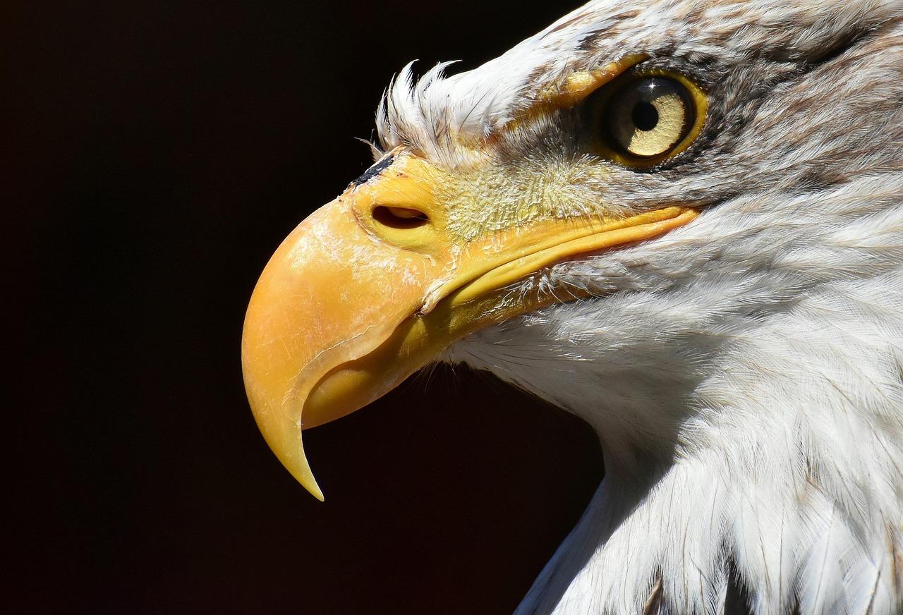Experts Update Jackie the Bald Eagle's Condition After Rescue